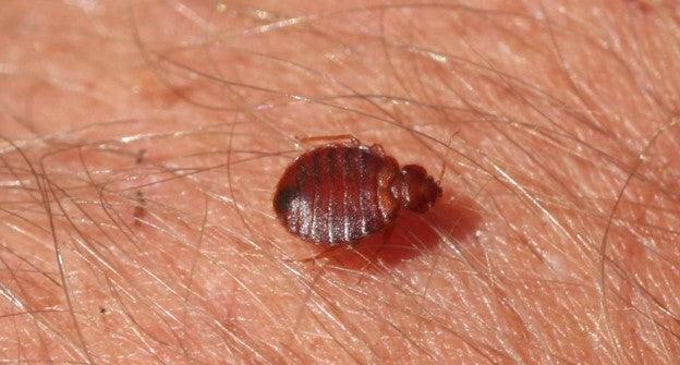 Bed Bug Basics - Concrete Pest Solutions